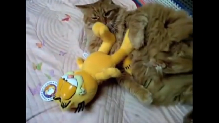 Chahutez votre chat avec Garfield